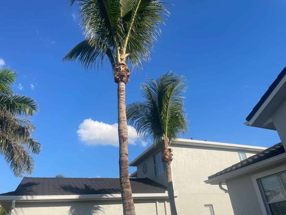 Tree Trimming image