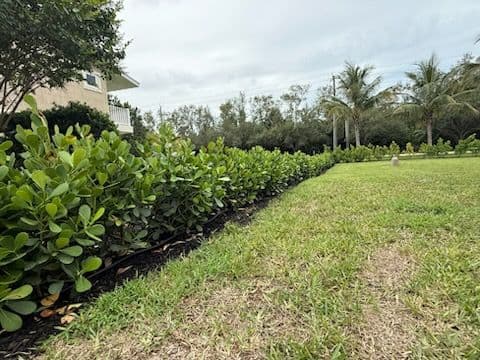 Transform Your Space with a Clusia Border