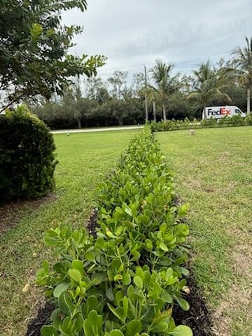 Transform Your Space with a Clusia Border