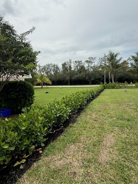 Transform Your Space with a Clusia Border