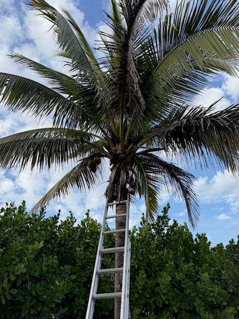 Project Tree Trimming and Care in Fort Myers image