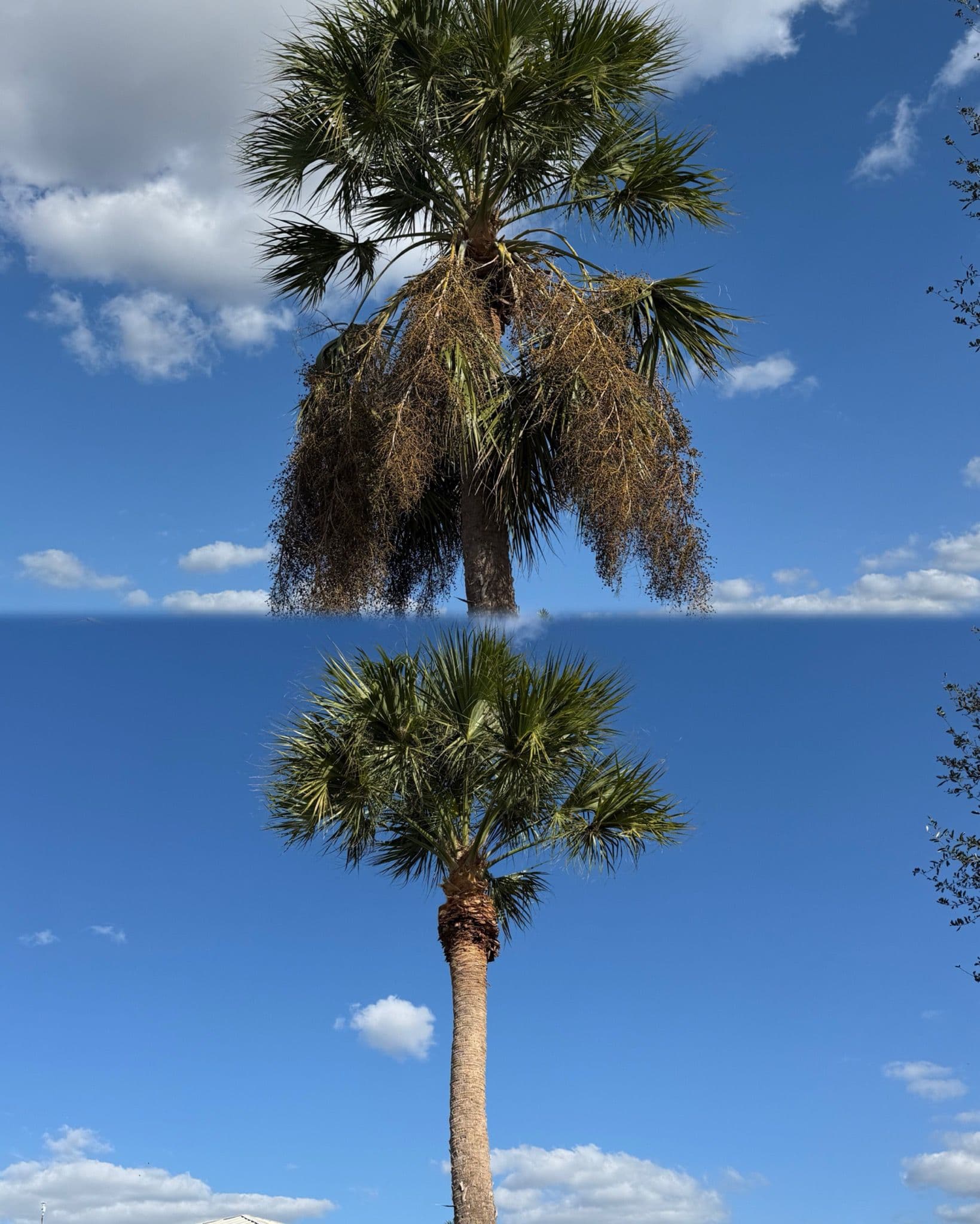 Project Elegant Palm Tree Pruning Transformation in Fort Myers image