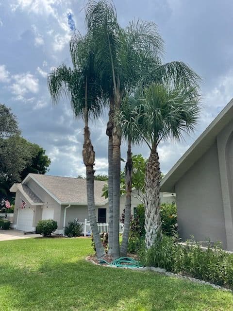 Project Transform Your Landscape with Expert Tree Trimming image