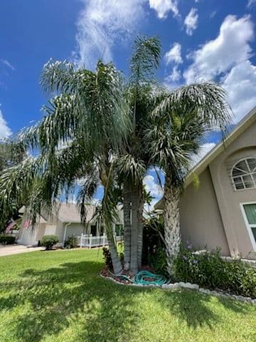 Gallery photos for Transform Your Landscape with Expert Tree Trimming: Image #1