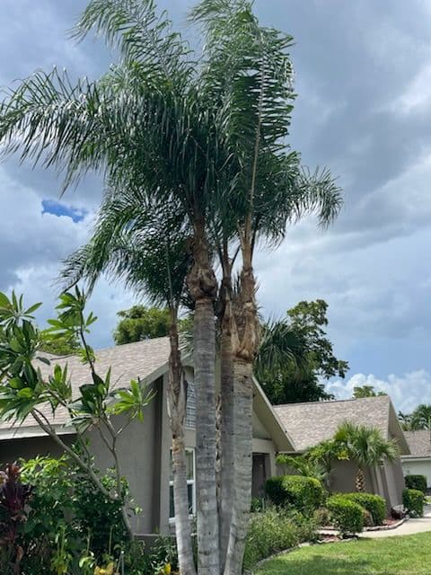 Gallery photos for Transform Your Landscape with Expert Tree Trimming: Image #3