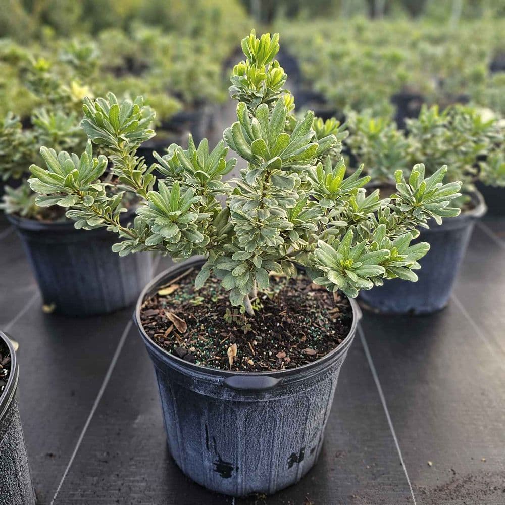 Discover Lush Shrubs and Palm Trees for Your Dream Garden image