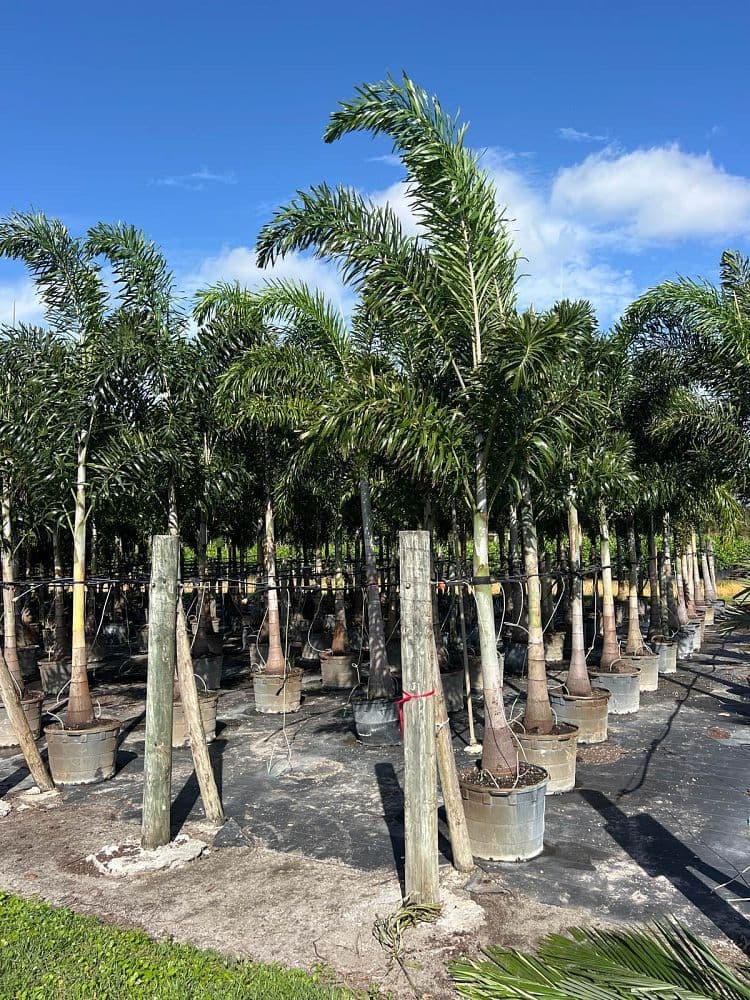 Gallery photos for Discover Lush Shrubs and Palm Trees for Your Dream Garden: Image #1