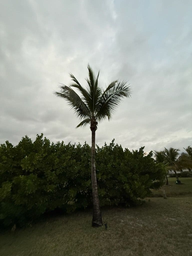 Gallery photos for Tree Trimming and Care in Fort Myers: Image #1