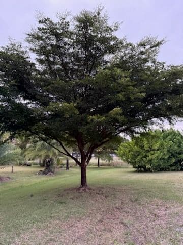 Gallery photos for Tree Trimming and Care in Fort Myers: Image #3