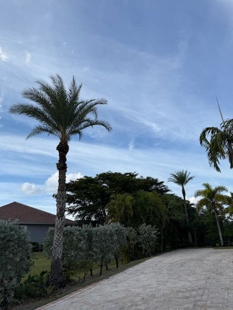 Palm Tree Pruning for a Luxurious Home in Fort Myers image
