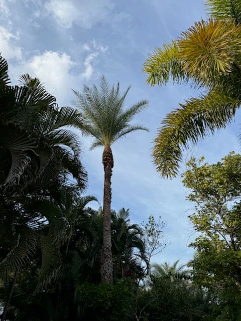 Gallery photos for Palm Tree Pruning for a Luxurious Home in Fort Myers: Image #1